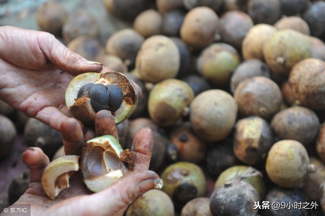 Loại cây mọc đầy ở Việt Nam, có hạt nhìn như phân thỏ, người Trung Quốc nhặt lấy ép ra dầu bán tiền triệu - Ảnh 3.