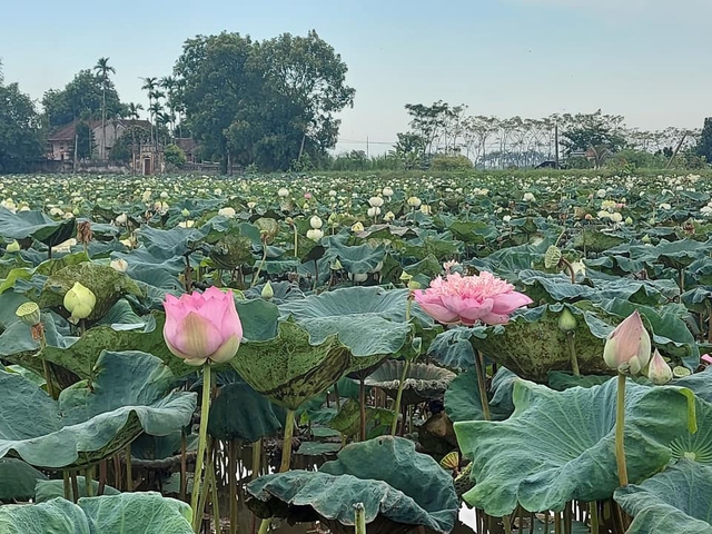 Ba ngày lội bùn hái 18.000 bông hoa, công an giải cứu đầm sen 20 mẫu - Ảnh 2.