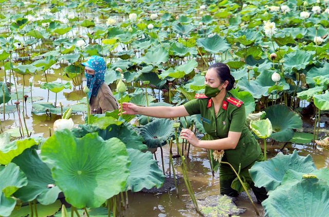 Ba ngày lội bùn hái 18.000 bông hoa, công an giải cứu đầm sen 20 mẫu - Ảnh 3.