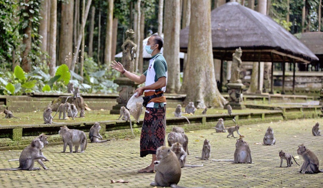 Không còn du khách, khỉ đột nhập vào nhà dân trộm đồ ăn - Ảnh 2. Không còn du khách, khỉ đột nhập vào nhà dân trộm đồ ăn - Ảnh 2.