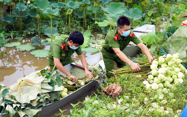 Ba ngày lội bùn hái 18.000 bông hoa, công an giải cứu đầm sen 20 mẫu - Ảnh 4.