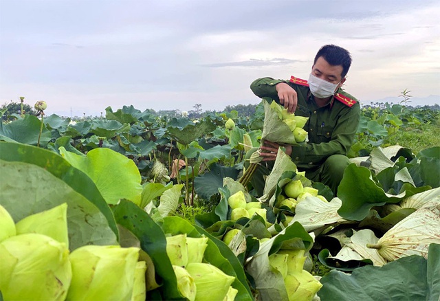 Ba ngày lội bùn hái 18.000 bông hoa, công an giải cứu đầm sen 20 mẫu - Ảnh 5.