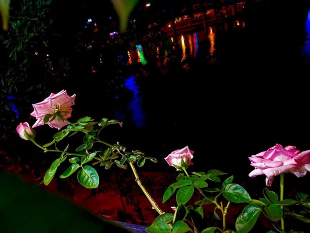 View hồ triệu đô ngập sắc hoa của nghệ sĩ Hương Dung - vợ thứ trưởng quyền lực trong Chạy án - Ảnh 7.