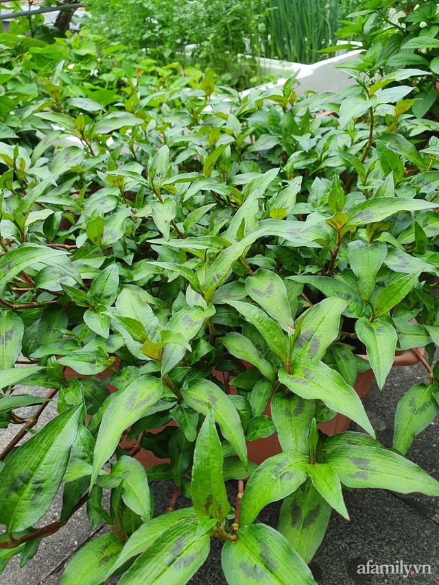 Ban công rau sạch trồng trong thùng xốp giúp mẹ Việt yên tâm chống dịch - Ảnh 15.