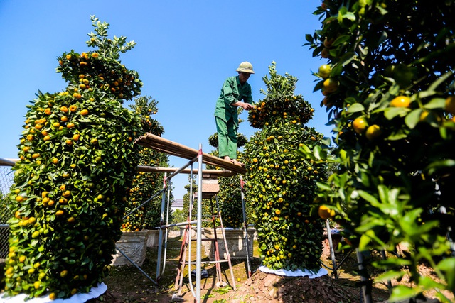 Các mẫu quất độc đáo nhất được &quot;trình làng&quot; trong dịp Tết Nhâm Dần 2022 - Ảnh 10.