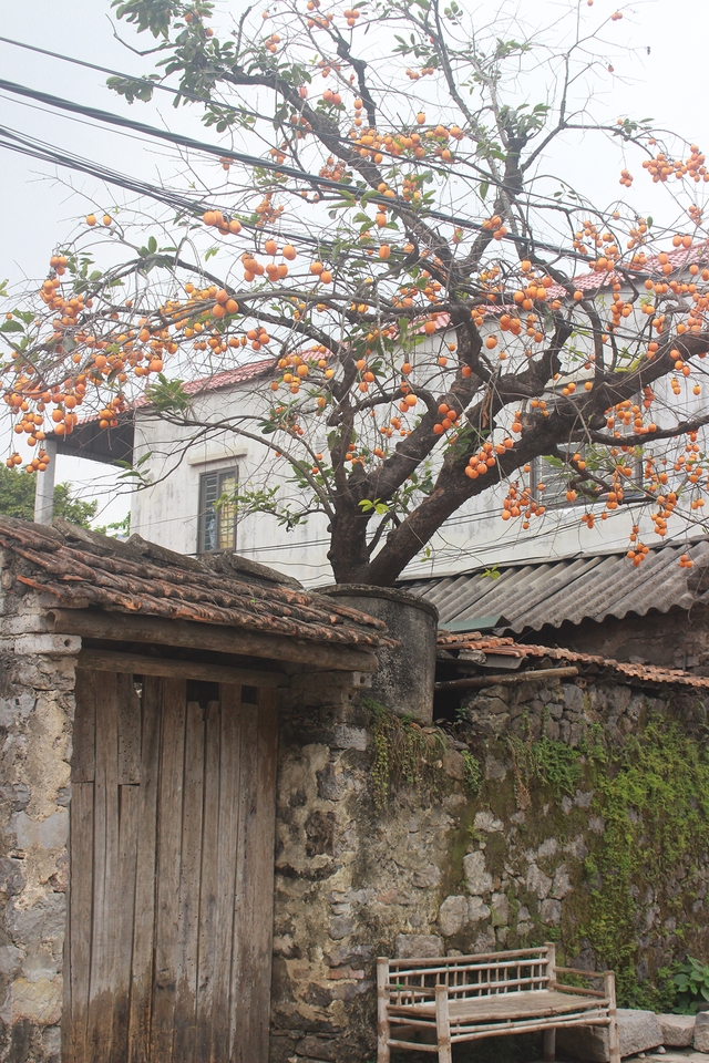 Cây hồng trăm tuổi ở Ninh Bình: Điểm check-in đậm chất Hàn Quốc thu hút khách du lịch - Ảnh 4.
