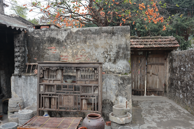 Cây hồng trăm tuổi đang “hot” tại Ninh Bình – ông trời ban lộc muộn cho đôi vợ chồng già - Ảnh 3.