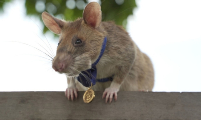 Cuộc đời &quot;đáng ngưỡng mộ&quot; của chú chuột dò mìn nổi từng được trao huy chương vừa qua đời - Ảnh 2.