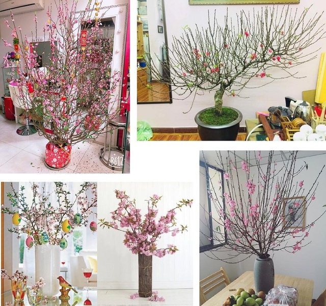 Tất tần tật cách chọn mua mai, đào bạn phải biết để hoa nở đúng dịp và lâu tàn dịp Tết - Ảnh 9.