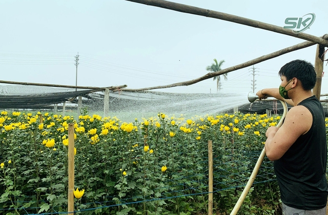 Suy giảm nguồn cung ngày giáp Tết, người nông dân ở làng hoa Tây Tựu phấn khởi vì giá hoa 'nhỉnh' - Ảnh 6.