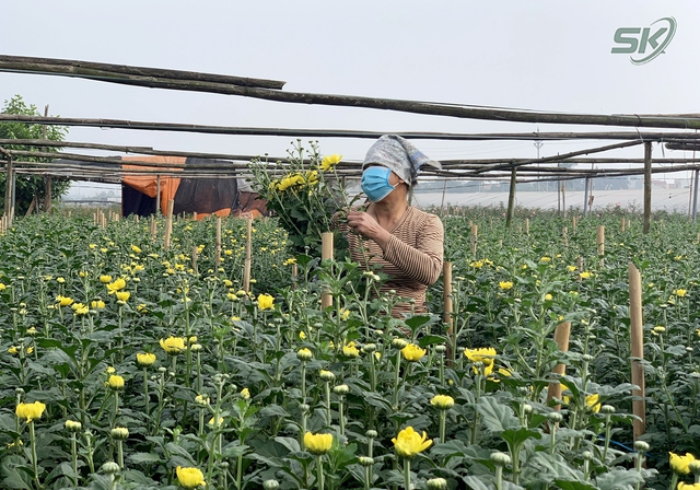 Suy giảm nguồn cung ngày giáp Tết, người nông dân ở làng hoa Tây Tựu phấn khởi vì giá hoa 'nhỉnh' - Ảnh 4.