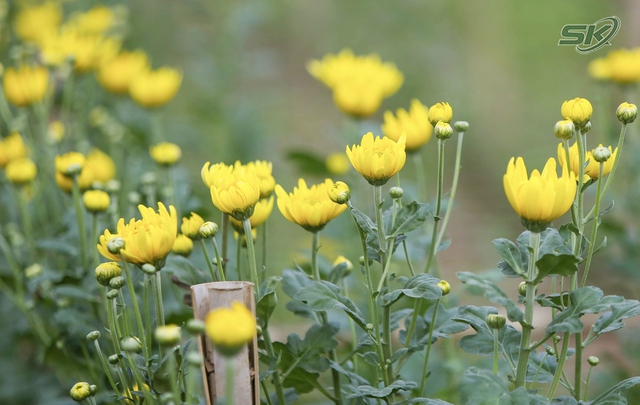 Suy giảm nguồn cung ngày giáp Tết, người nông dân ở làng hoa Tây Tựu phấn khởi vì giá hoa 'nhỉnh' - Ảnh 5.