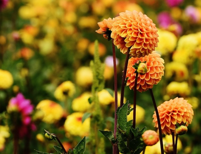 Loài hoa đẹp ngày xưa nhà nhà ở Hà Nội chơi Tết, một thời chìm vào quên lãng nay lại &quot;hot&quot; trở lại - Ảnh 2.