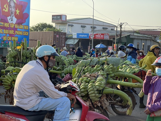 Chùm ảnh: &quot;Thủ phủ&quot; chuối lớn nhất Quảng Trị nhộn nhịp những ngày giáp Tết - Ảnh 1.