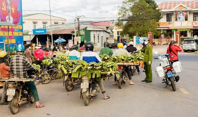 Chùm ảnh: &quot;Thủ phủ&quot; chuối lớn nhất Quảng Trị nhộn nhịp những ngày giáp Tết - Ảnh 5.