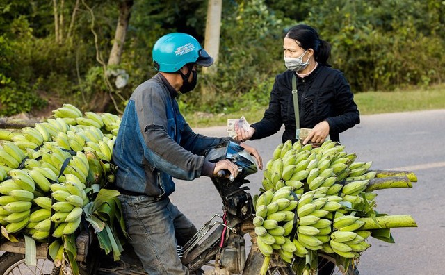 Chùm ảnh: &quot;Thủ phủ&quot; chuối lớn nhất Quảng Trị nhộn nhịp những ngày giáp Tết - Ảnh 6.