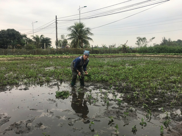 Quảng Bình: Người dân làng nghề nuôi cá chép đỏ thất thu, ông Công, ông Táo thiếu “thú cưỡi”  - Ảnh 4.