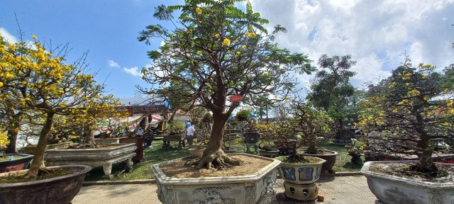 Cận cảnh cây mai được 'hét' giá hàng tỉ đồng tại chợ hoa xuân ở Huế  - Ảnh 1.