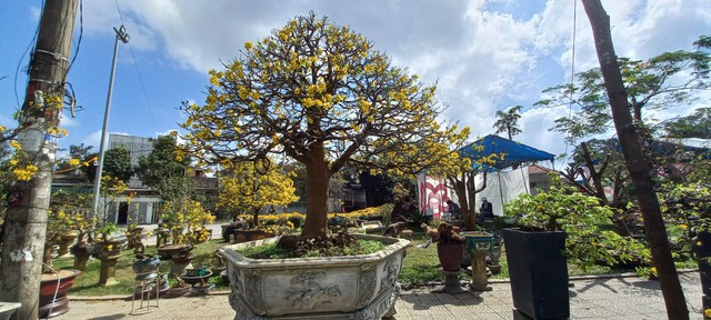 Cận cảnh cây mai được 'hét' giá hàng tỉ đồng tại chợ hoa xuân ở Huế  - Ảnh 7.