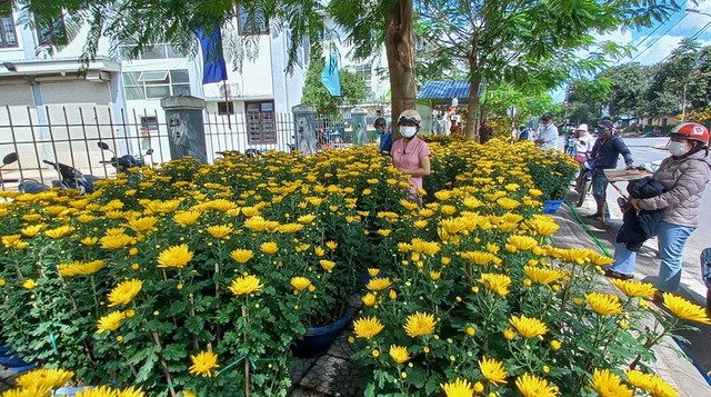 Cận cảnh cây mai được 'hét' giá hàng tỉ đồng tại chợ hoa xuân ở Huế  - Ảnh 9.