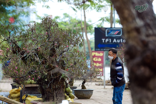 Cận Tết Nguyên đán, đào trăm tuổi vẫn &quot;đứng&quot; chờ khách đến thuê - Ảnh 5.