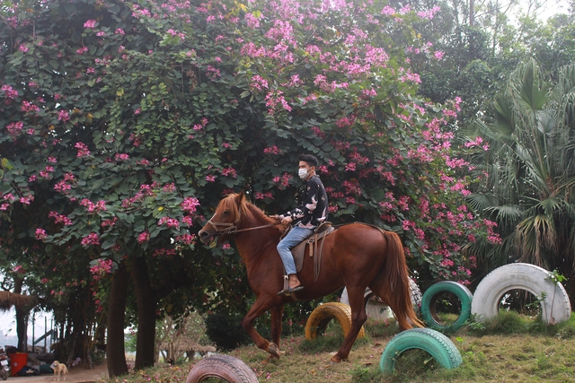 Cưỡi ngựa là một trải nghiệm thú vị mà du khách nên thử khi tới bãi đá sông Hồng.