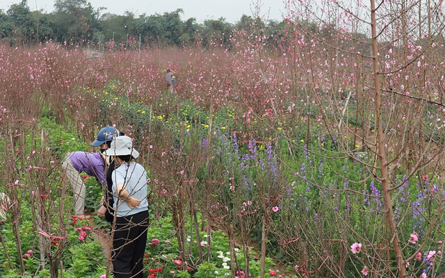 Nằm tại ngõ 264  u Cơ, làng đào Nhật Tân là nơi trồng đào cảnh nổi tiếng của Hà Nội từ rất lâu đời, trở thành thương hiệu tự hào của Thủ đô.