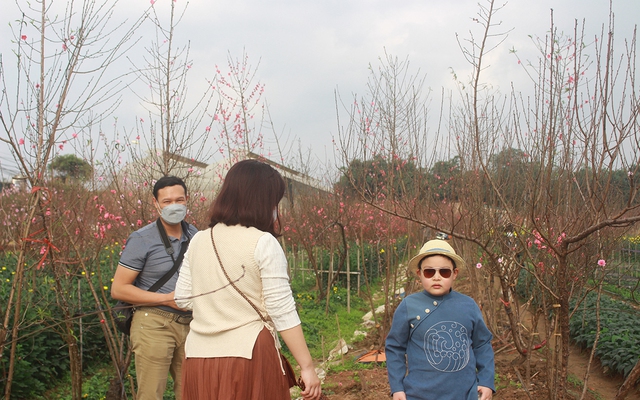 Đặc biệt vườn đào Nhật Tân là địa điểm chơi xuân và chụp ảnh vô cùng thích hợp dành cho gia đình.