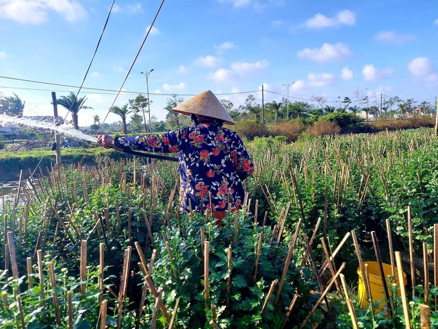 Việc nhẹ lương cao từ nghề ‘ngắt hoa, bẻ nụ’ những ngày giáp Tết - Ảnh 4.