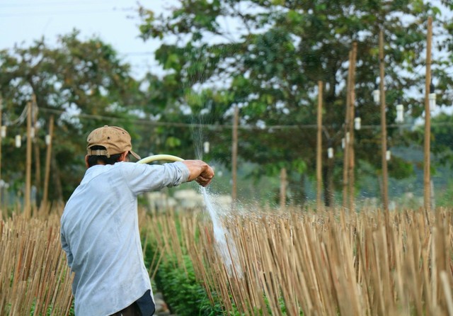 Việc nhẹ lương cao từ nghề ‘ngắt hoa, bẻ nụ’ những ngày giáp Tết - Ảnh 8.