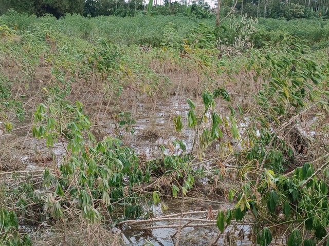 Người nông dân lao đao vì hàng trăm ha sắn có nguy cơ mất trắng sau mưa lũ - Ảnh 1.