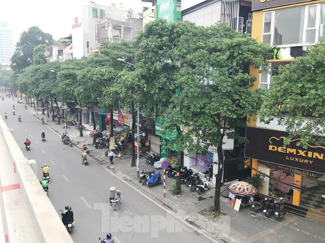 Tin 27/10: Hà Nội sắp di chuyển loạt cây hoa sữa cổ thụ khỏi phố Nguyễn Chí Thanh?;  - Ảnh 2.