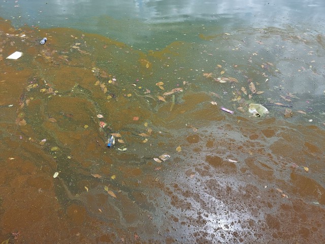 TP. Huế: Nước ở Hồ Trái tim xuất hiện váng, đổi màu bất thường - Ảnh 6.