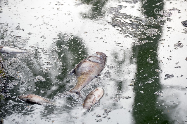 Cá trên trắng ở Hồ Tây, cư dân quanh hồ chịu cảnh mùi hôi thối đã hơn 1 tuần - Ảnh 3.