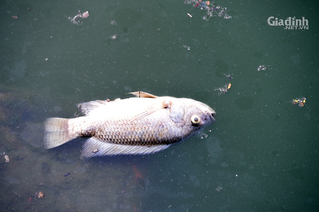 Cá trên trắng ở Hồ Tây, cư dân quanh hồ chịu cảnh mùi hôi thối đã hơn 1 tuần - Ảnh 2.