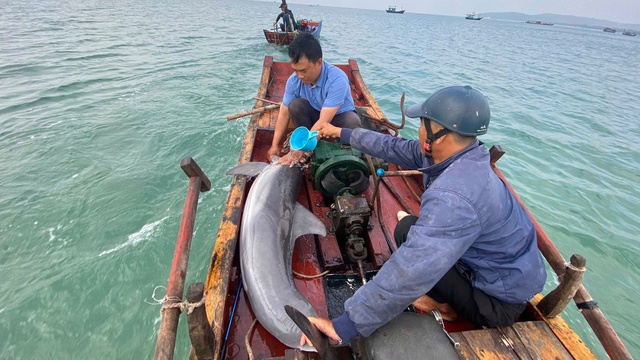 Quảng Ninh: Đưa cá heo mắc cạn trở lại biển an toàn - Ảnh 1.
