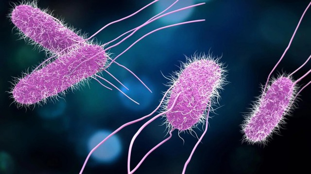 Khuẩn Salmonella  - Ảnh 3.