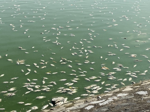 Hải Phòng: Nguyê nhân cá chết hàng loạt nổi trắng mặt hồ điều hòa  - Ảnh 3.