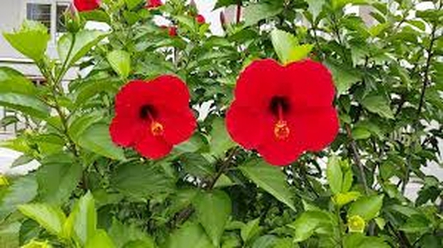Thiên tình sử đẫm nước mắt và những loài hoa đỏ đẹp quyến rũ lạ lùng nhưng không được trưng nơi tôn nghiêm trong nhà - Ảnh 7.