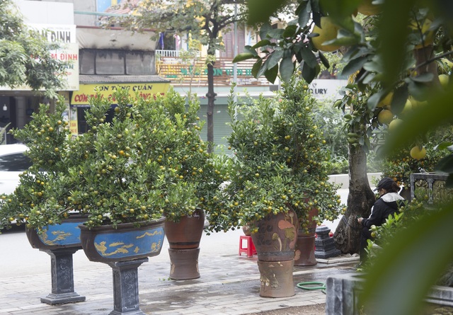 Bưởi bonsai xuống phố phục vụ khách chơi Tết, chậu độc lạ tuổi đời 50 năm giá bán 100 triệu đồng - Ảnh 5.