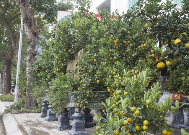 Bưởi bonsai xuống phố phục vụ khách chơi Tết, chậu độc lạ tuổi đời 50 năm giá bán 100 triệu đồng - Ảnh 2.