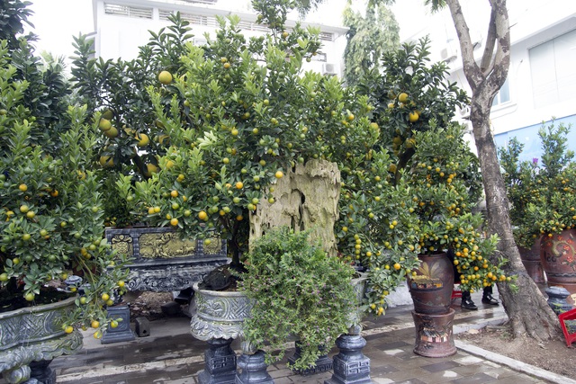 Bưởi bonsai xuống phố phục vụ khách chơi Tết, chậu độc lạ tuổi đời 50 năm giá bán 100 triệu đồng - Ảnh 6.