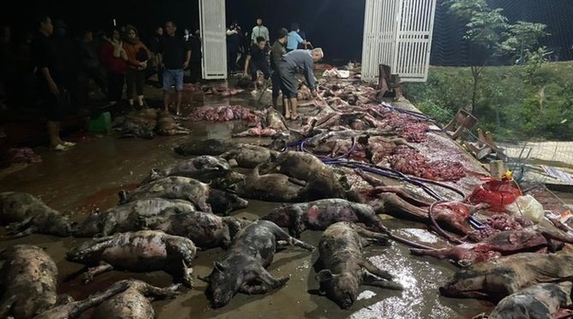 Nghệ An: Cháy trại nuôi lợn khiến hơn 1000 con chết cháy
 - Ảnh 1.