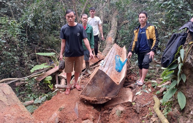 Hà Giang: “Tàn sát&quot; gỗ nghiến 5 đối tượng sa lưới - Ảnh 1.