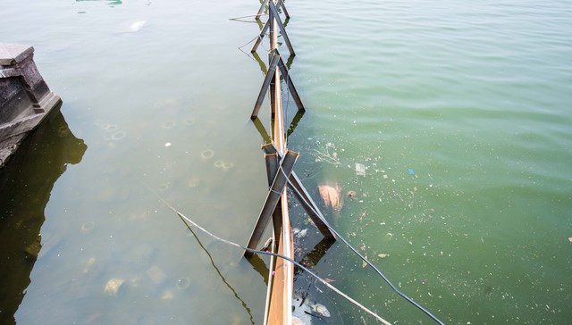 Nhiều lần cá chết nổi trắng Hồ Tây: Chuyên gia Nhật Bản chỉ rõ nguyên nhân do hàm lượng oxy hòa tan trong nước kết hợp khí độc hại, nước ô nhiễm - Ảnh 4.