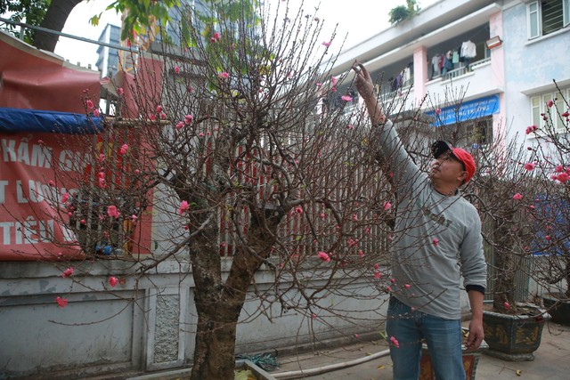 Đào rừng 'khủng', giá bán hơn 100 triệu đồng/chậu đồng loạt 'xuống phố', phục vụ người Hà Nội chơi Tết - Ảnh 4.