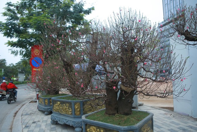 Đào rừng 'khủng', giá bán hơn 100 triệu đồng/chậu đồng loạt 'xuống phố', phục vụ người Hà Nội chơi Tết - Ảnh 7.