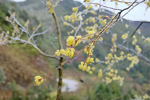 Mùa hoa “pha lê” đẹp xốn xang nơi rẻo cao Hà Giang - Ảnh 4.