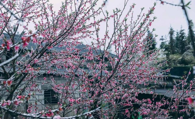 Mùa hoa “pha lê” đẹp xốn xang nơi rẻo cao Hà Giang - Ảnh 8.