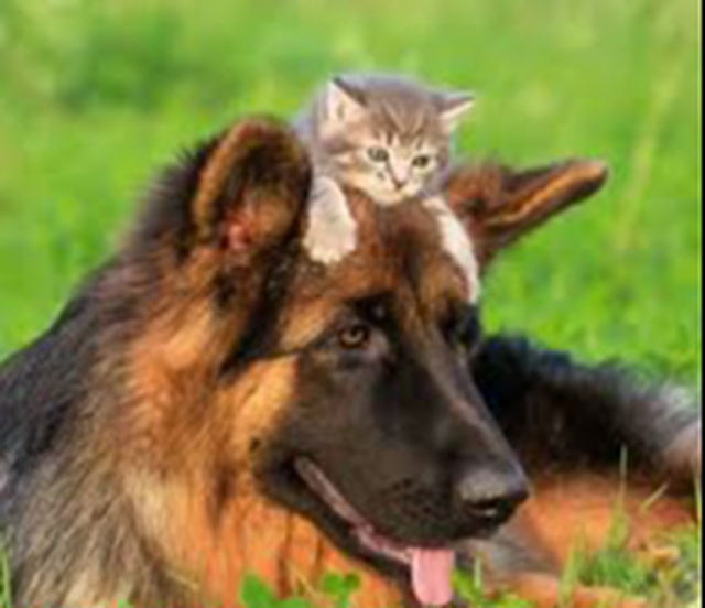 Con chó và con mèo luôn là những người bạn thân thiết, và hình ảnh của chúng tôi sẽ khiến bạn cảm thấy ấm áp và đầy tình bạn.